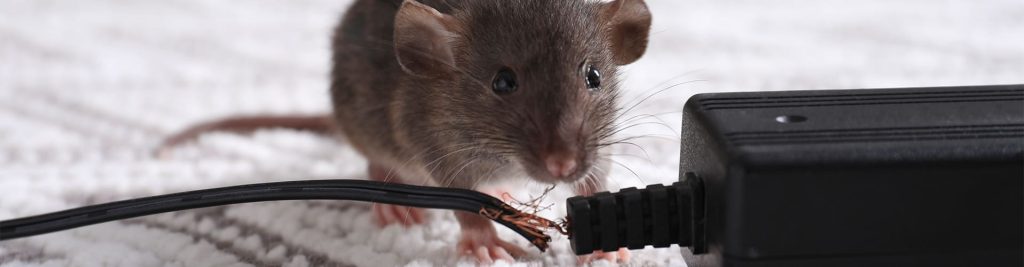 Como aplicar o manejo integrado de pragas para roedores