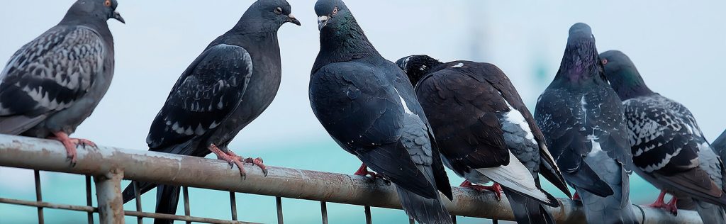 8 mitos e verdades sobre pragas e vetores