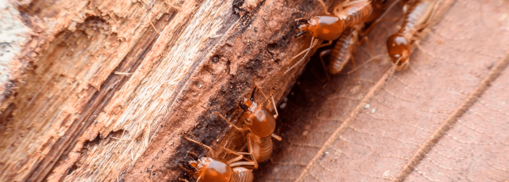 5 fases do manejo integrado de pragas para eliminar cupins