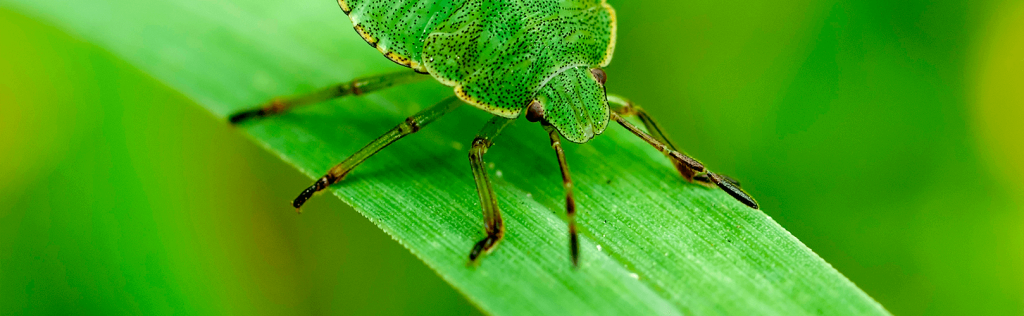 Pragas de plantas e jardim: conheça as 5 mais comuns
