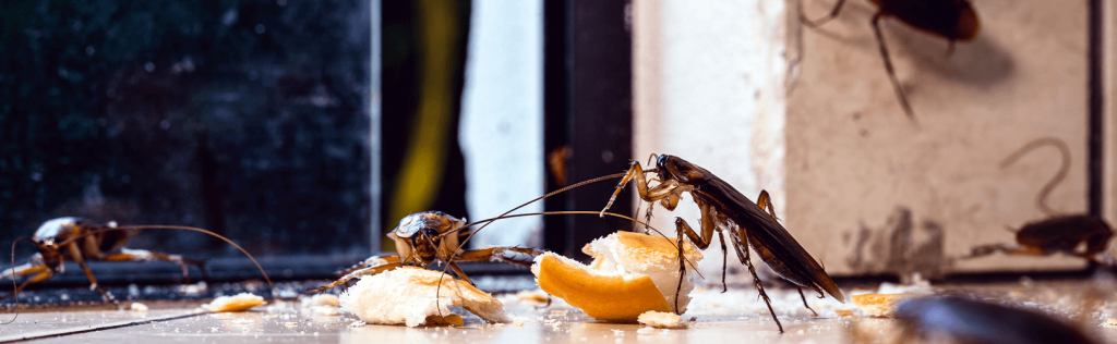 Pragas urbanas: cuidados devem ser mantidos no inverno