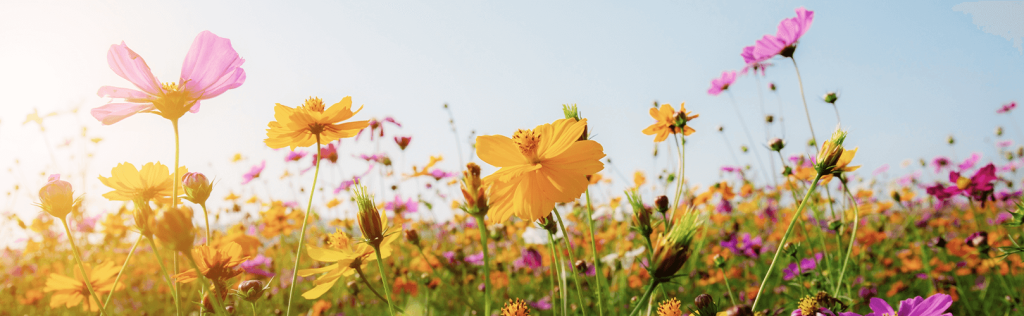 Controladora de pragas: 5 dicas para aperfeiçoar seus processos