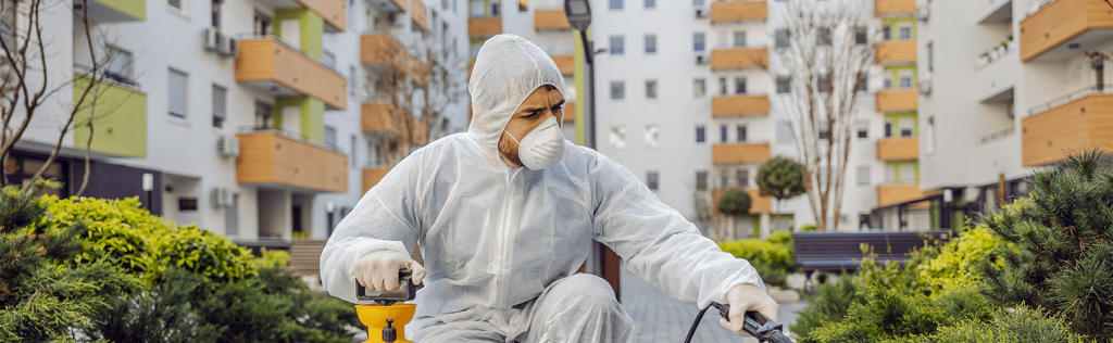 Prevenção é essencial para o controle de pragas urbanas