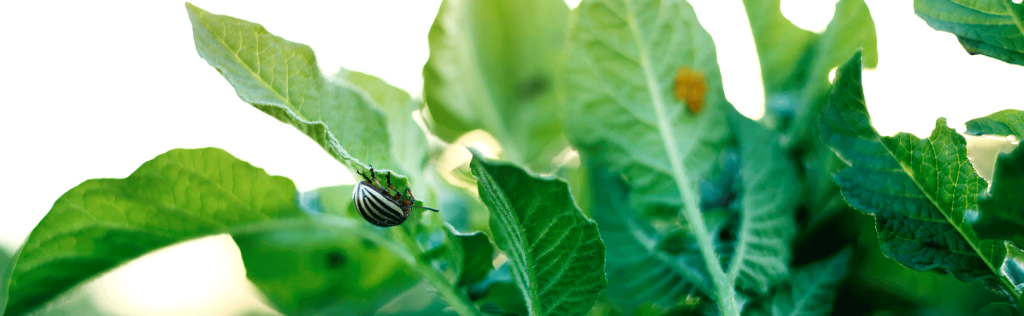 Pragas biológicas: 4 dúvidas frequentes respondidas